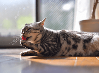 coussinet chat